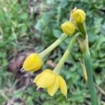 Narcissus gaditanus 花