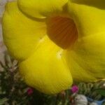 Allamanda catharticaപുഷ്പം