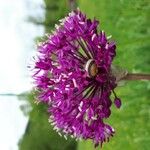 Allium ampeloprasum Квітка
