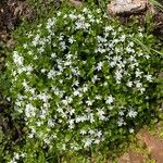 Lobelia angulata Flor