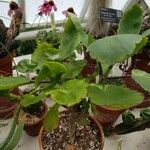 Kalanchoe pinnata 整株植物