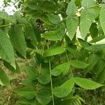 Juglans nigra Leaf