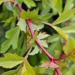 Crataegus × media Escorça