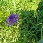 Centaurea scabiosaKukka