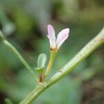 Lythrum tribracteatum പുഷ്പം