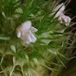 Leucas urticifolia Flower