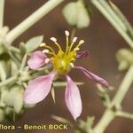 Fagonia zilloides Fleur