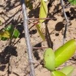 Flacourtia indica Anders