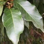 Combretum kraussii Leaf
