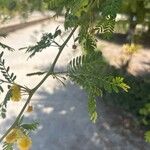 Vachellia farnesiana Blatt