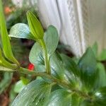 Lilium lancifolium autre
