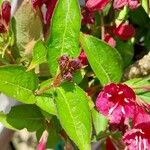 Weigela florida 葉