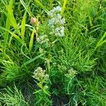 Galium boreale Лист