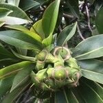Foetidia mauritiana Fruit