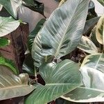 Philodendron tatei Blad