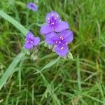 Tradescantia occidentalis Kukka