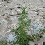 Salsola soda Hoja