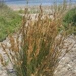 Juncus maritimus Frunză