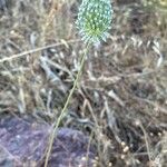 Allium guttatum Hábito