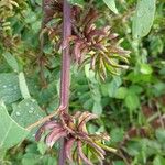 Indigofera suffruticosa പുഷ്പം