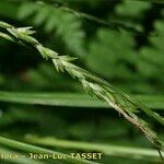 Carex strigosa Ffrwyth