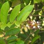 Hirtella paniculata Flor