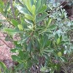 Pittosporum viridiflorum Folla