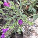 Echium bonnetii Blüte