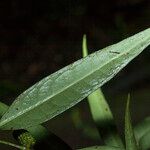 Piper eucalyptifolium Blatt