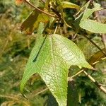 Dombeya erythroclada Leaf