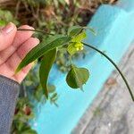 Dalechampia scandens Hábito
