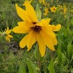 Wyethia arizonica Flower