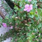 Sutera cordata Fula