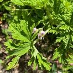 Pelargonium citronellum Blomma