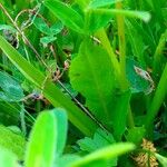 Gymnadenia conopsea Leaf