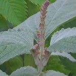 Coleus argentatus Bloem