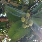 Calophyllum inophyllum Фрукт