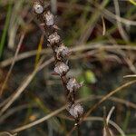 Drosera intermedia果實