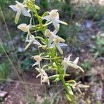 Platanthera bifolia Лист