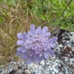 Scabiosa columbariaFlower