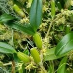 Bulbophyllum longerepens