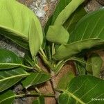 Atractocarpus vaginatus Habitatea