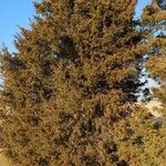 Juniperus thurifera മറ്റ്