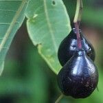 Syzygium longifolium Froito