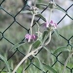 Phlomis purpurea Blomst