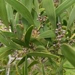 Acacia melanoxylon Blad