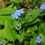 Omphalodes verna برگ