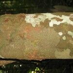 Abarema gallorum Ŝelo