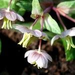 Helleborus lividus Leaf