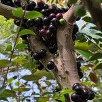 Plinia cauliflora Fruit